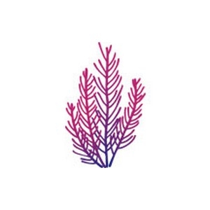 Brush Gorgonian